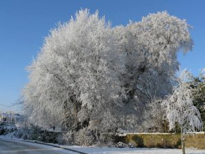 Ballyconnell Frost