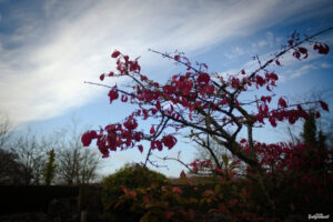 November - Ballyconnell