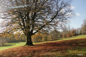 Beautiful November Day in Ballyconnell – 2024