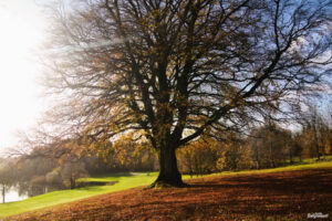 November - Ballyconnell
