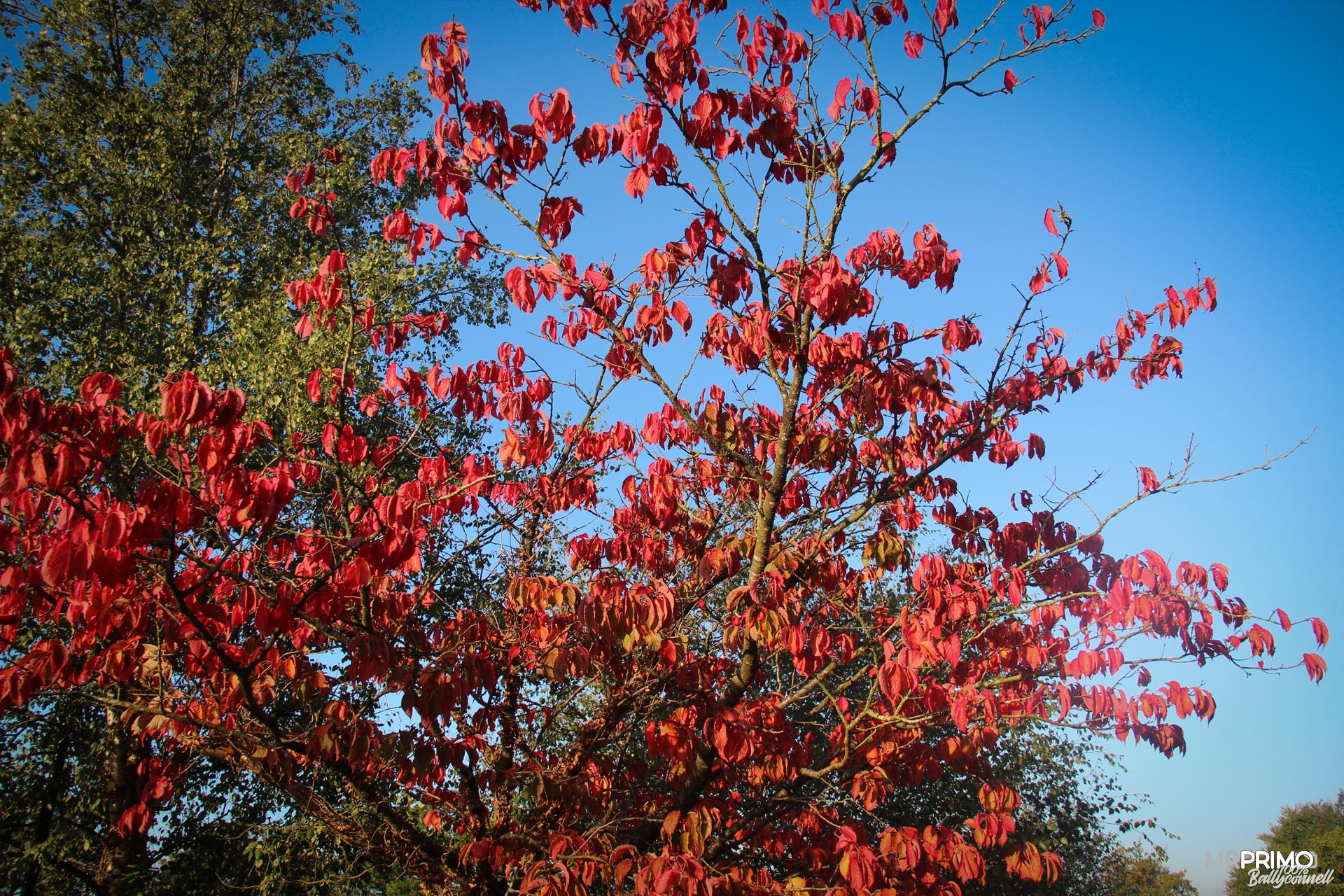 Beautiful Autumn in Ballyconnell