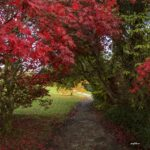 autumn walk in florencecourt