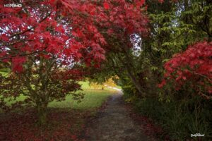 autumn walk in florencecourt