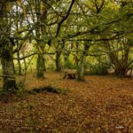 autumn walk in florencecourt