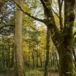 autumn walk in florencecourt