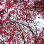 autumn walk in florencecourt