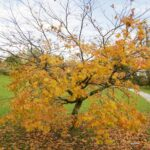 autumn walk in florencecourt