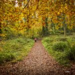 autumn walk in florencecourt