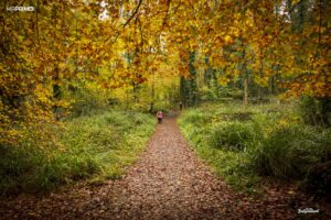 autumn walk in florencecourt