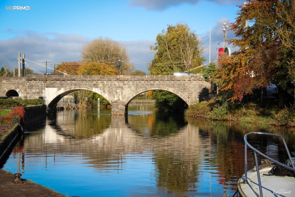Autumn’s Golden Beauty in Our Local Woodlands