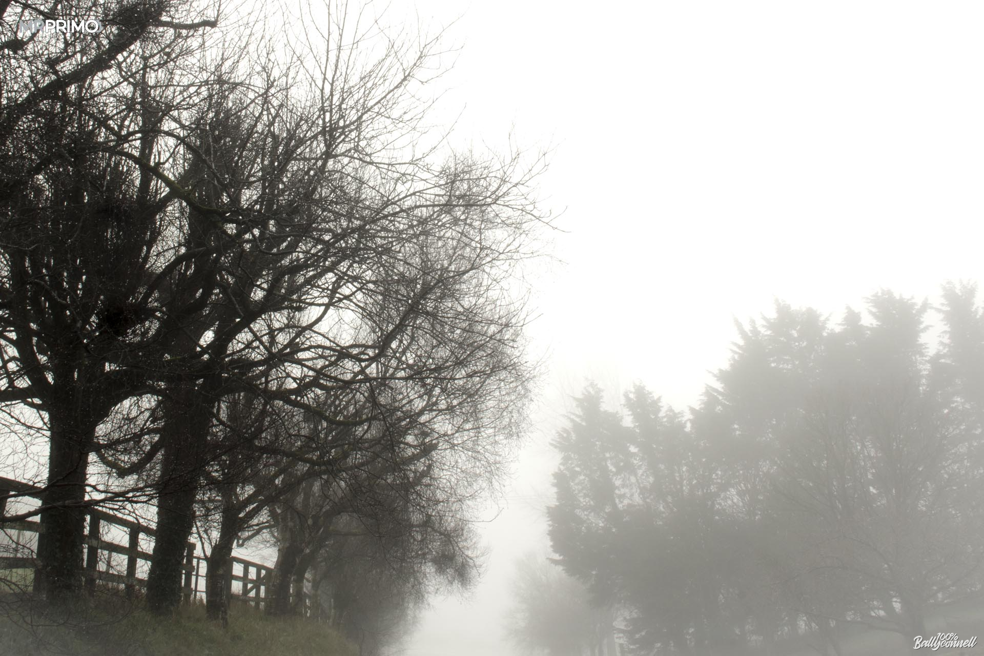 Fog and frost. Mornings and evenings in Ballyconnell by Mr Primo Photo.