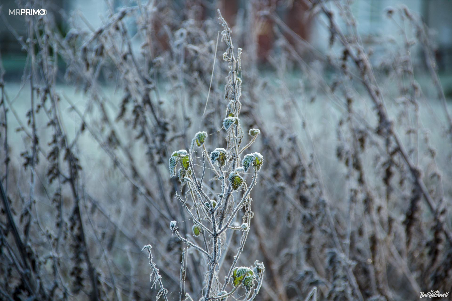 Fog and frost. Mornings and evenings in Ballyconnell by Mr Primo Photo.