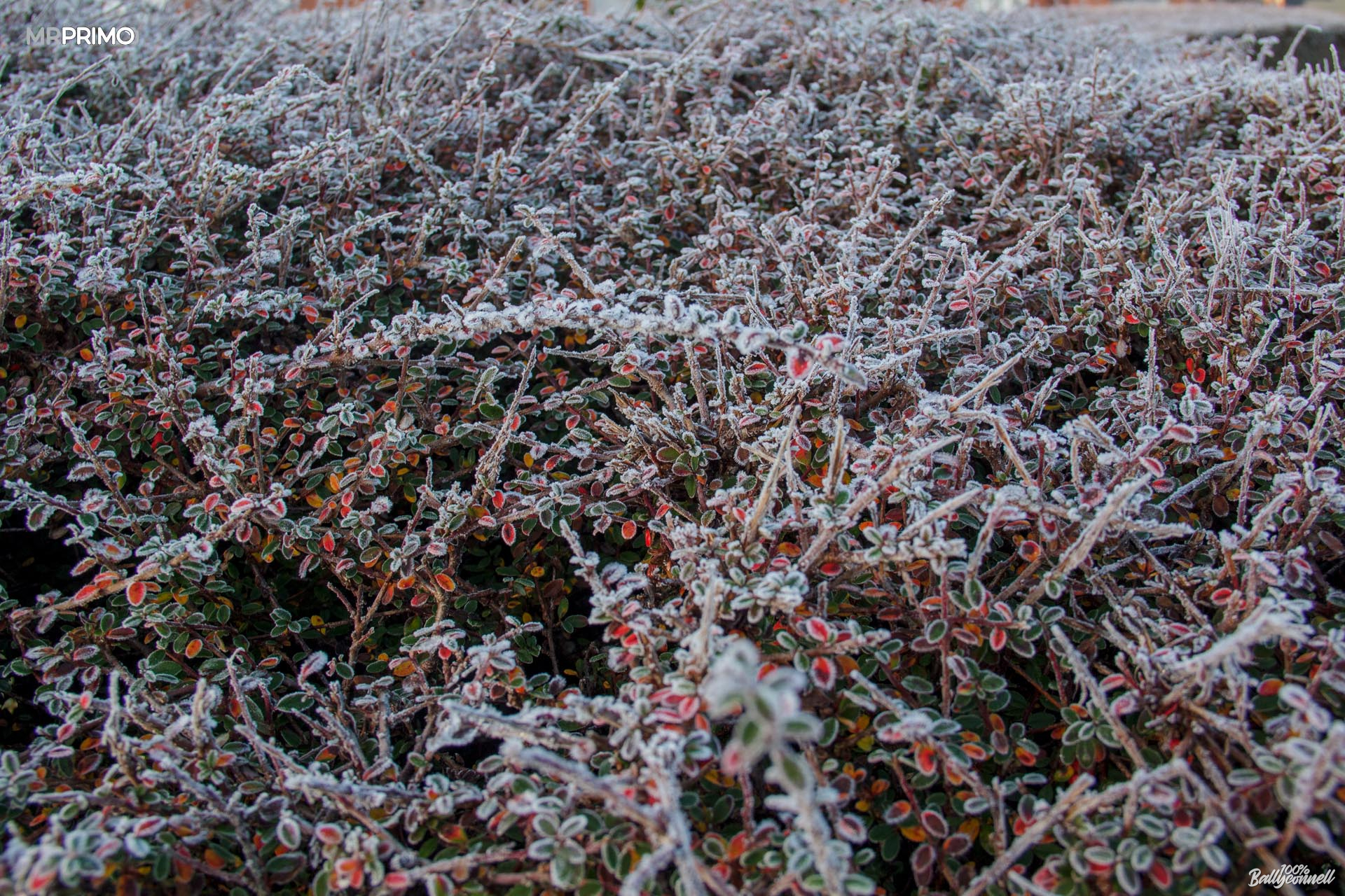 Fog and frost. Mornings and evenings in Ballyconnell by Mr Primo Photo.